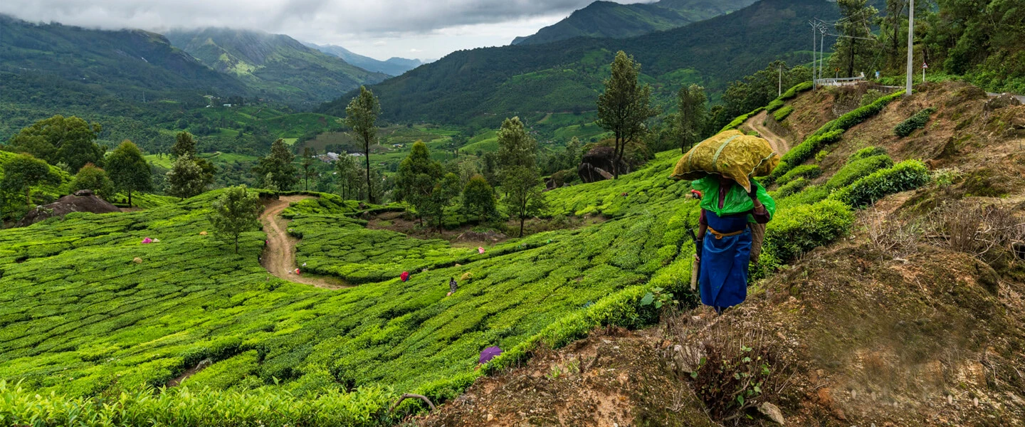 Green Signature Organics