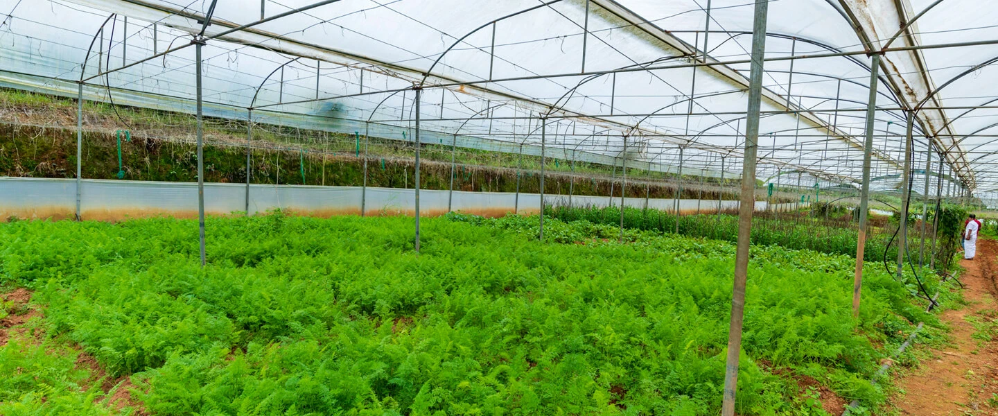 Green Signature Organics