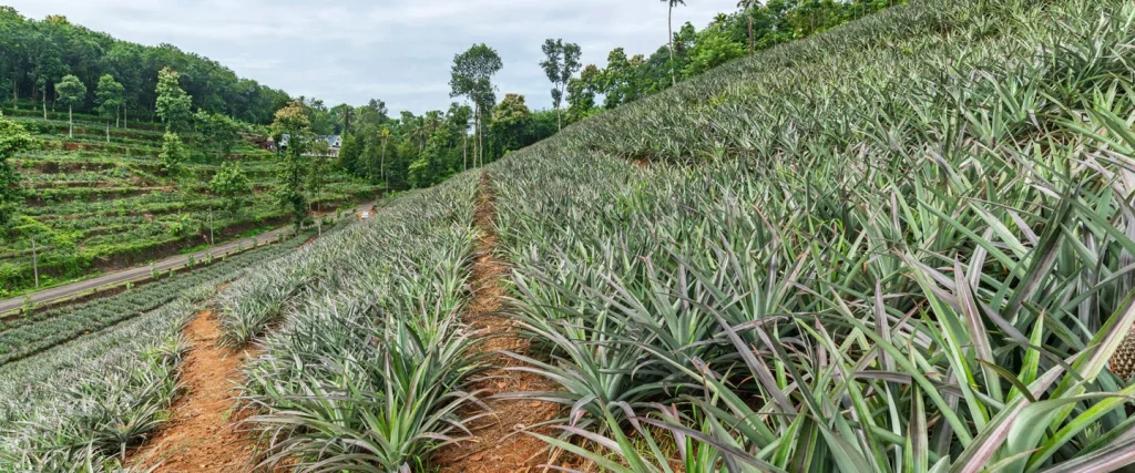 Green Signature Organics