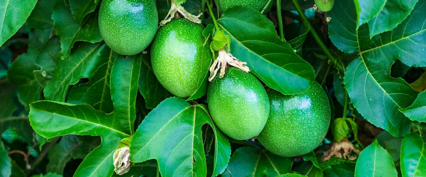 Green Signature Organics