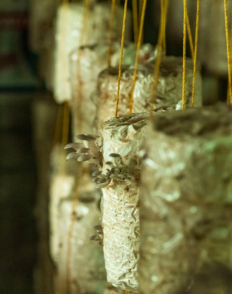 Green Signature Organics