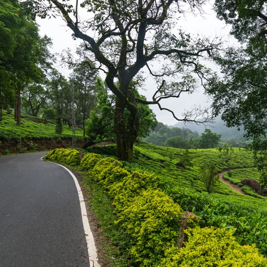 Green Signature Organics